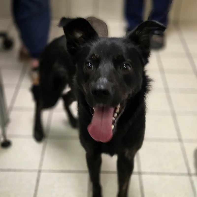 An adult medium-sized female Black Mixed Breed dog named Remy for adoption in Charleston, WV