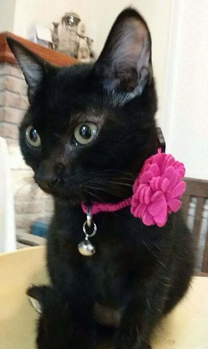 A young medium-sized female Black Domestic Short Hair cat named Clara for adoption in Shrewsbury, MA