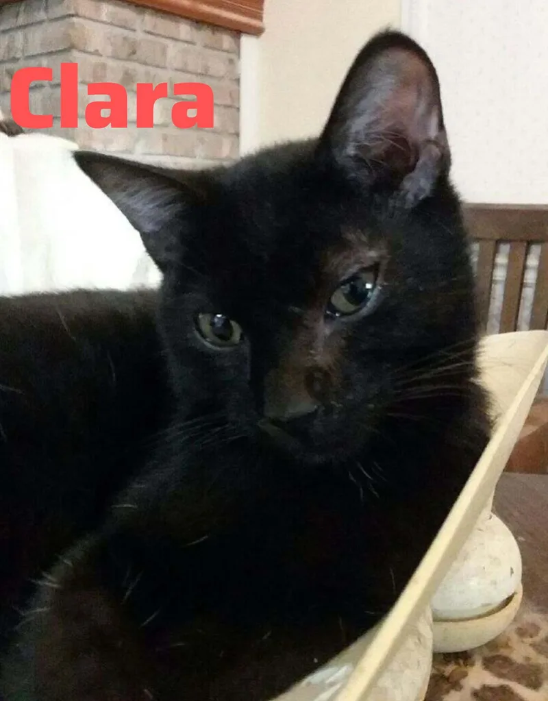 Clara thumbnail 2