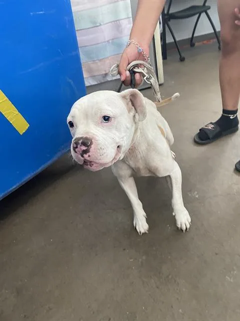 A young large-sized female Mixed Breed dog named Penny for adoption in Dallas, TX