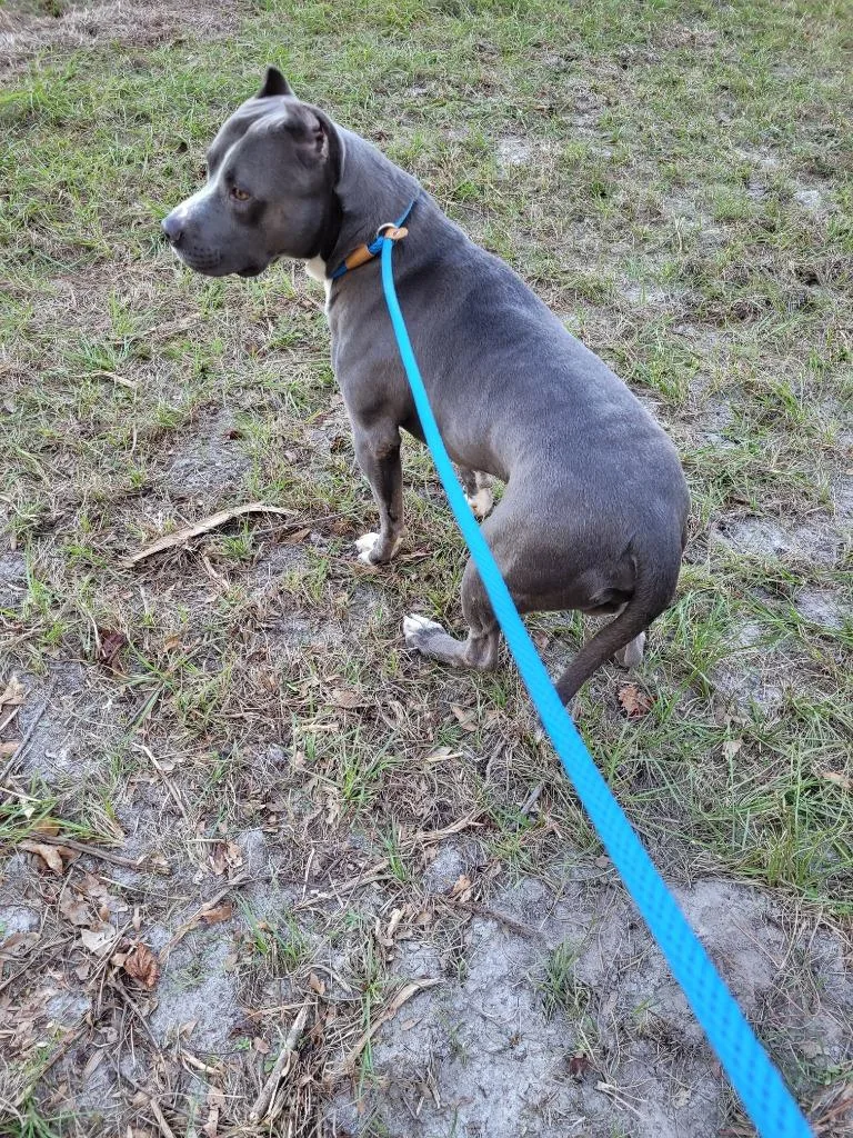An adult large-sized male Pit Bull Terrier dog named Artemis for adoption in Waynesville, GA