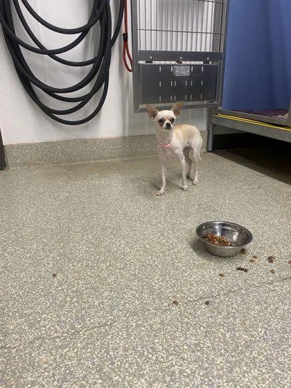 An adult small-sized female Chihuahua dog named Fiona for adoption in Shawano, WI