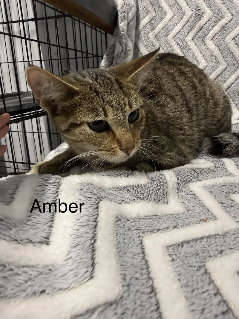 A young large-sized female Tabby (Brown / Chocolate) Domestic Short Hair cat named Amber for adoption in Taylorsville, KY