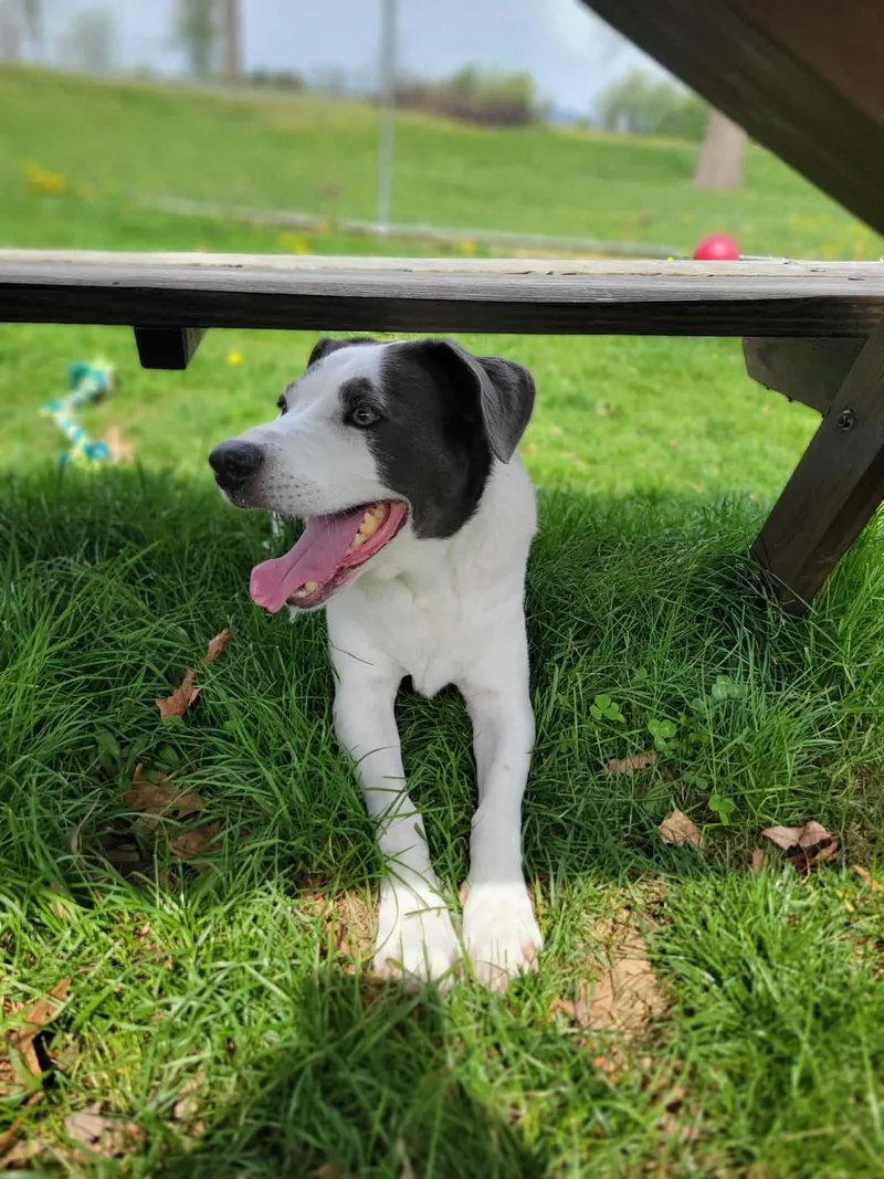 A senior medium-sized male Gray / Blue / Silver Husky dog named Bailey for adoption in Chambersburg, PA