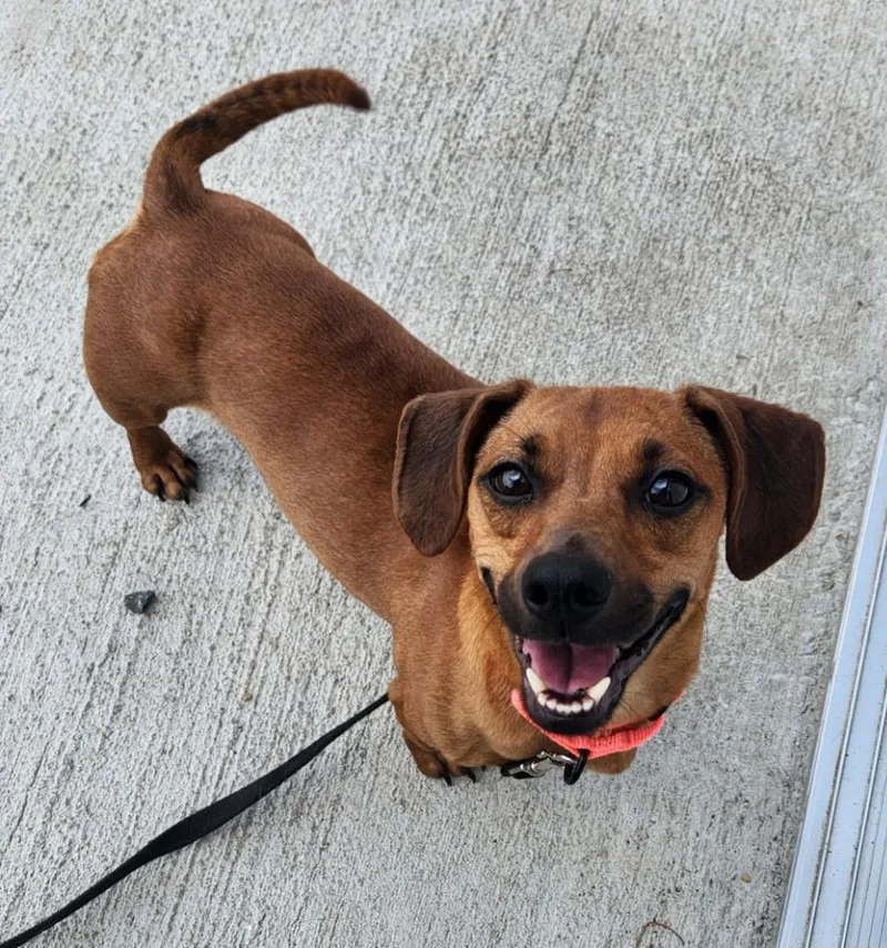 A young small-sized female Dachshund dog named Peggy Sue for adoption in Walnutport, PA
