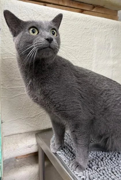 An adult medium-sized male Blue Point Russian Blue cat named Mal for adoption in Key West, FL