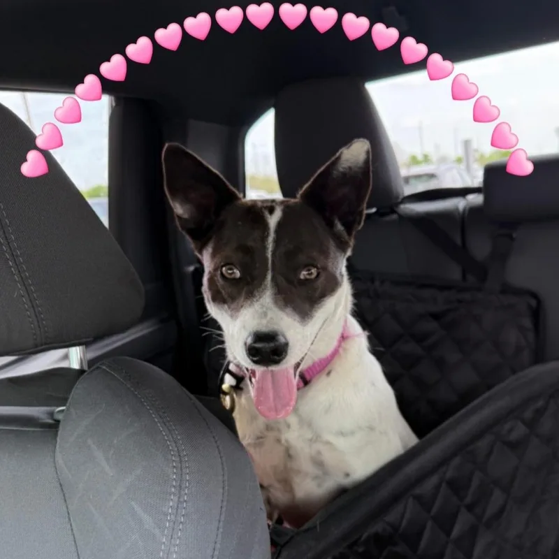 A baby medium-sized female Australian Cattle Dog / Blue Heeler dog named Emily for adoption in Plano, TX
