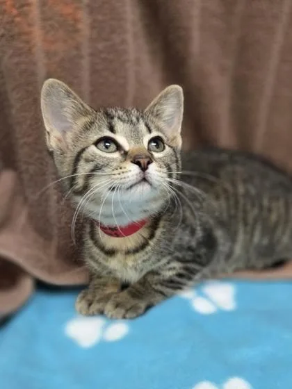 A baby small-sized female Domestic Short Hair cat named Rose for adoption in Westland, MI