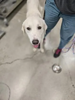 A young extra large-sized male Great Pyrenees dog named Bo for adoption in Sacramento, CA