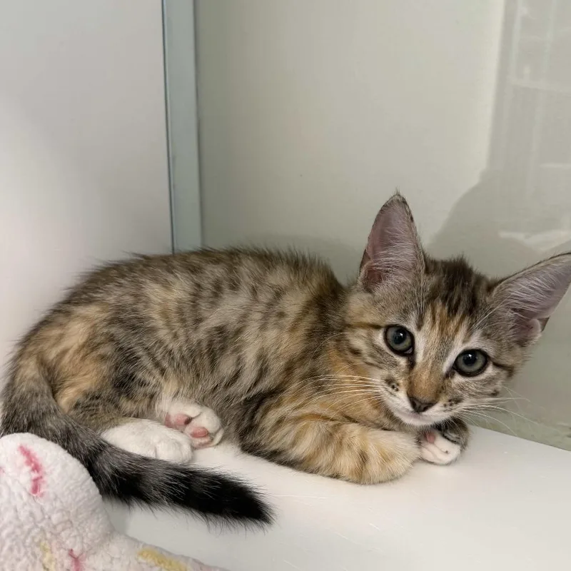 A baby small-sized female Calico Domestic Short Hair cat named Sandy for adoption in Beaumont, TX