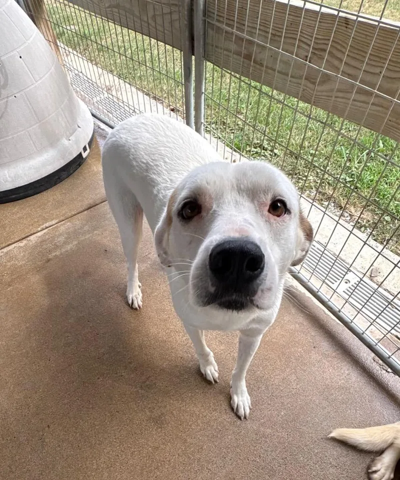 An adult large-sized female Great Pyrenees dog named Kassie for adoption in Fayetteville, TN