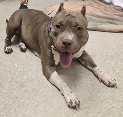 A young large-sized female Apricot / Beige Mixed Breed dog named Jupiter for adoption in Hamilton, OH