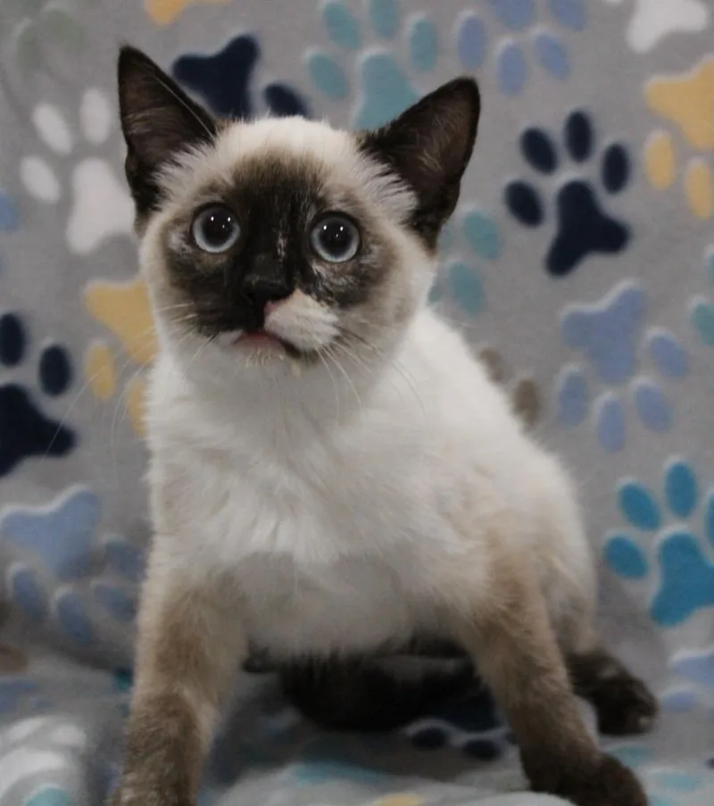 A baby medium-sized female Domestic Medium Hair cat named Regatta for adoption in Vacaville, CA