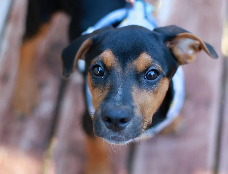 A baby large-sized female Labrador Retriever dog named Robin for adoption in Mankato, MN