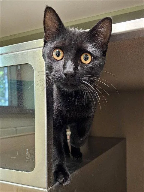 A young medium-sized male Domestic Short Hair cat named Yoyo for adoption in Clyde, NC