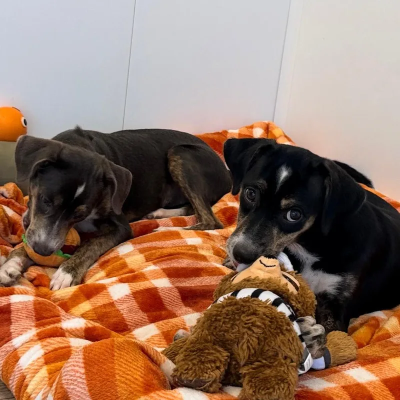 A baby medium-sized female Terrier dog named Tamera for adoption in Green Bay, WI