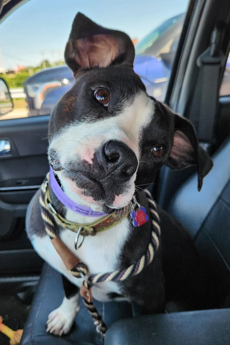 Raspberry Beret thumbnail 2