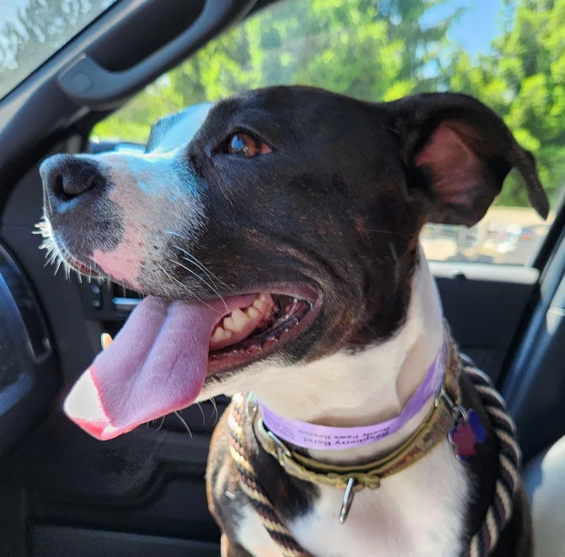 Raspberry Beret thumbnail 3