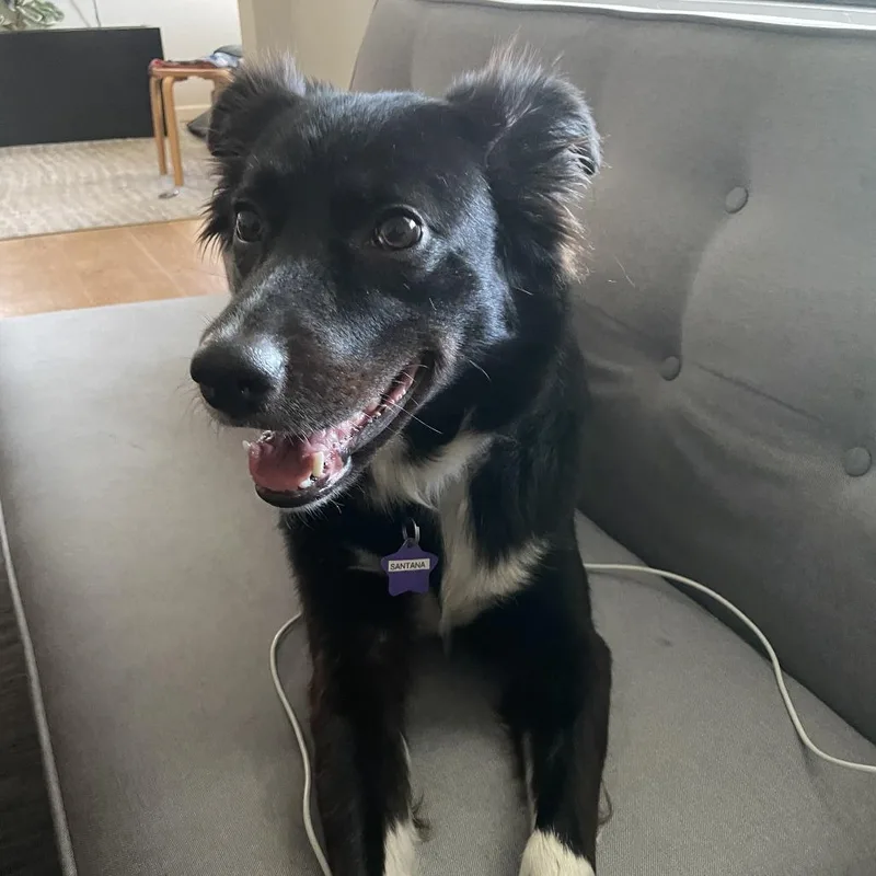 An adult medium-sized male Black Border Collie dog named Santana for adoption in San Francisco, CA