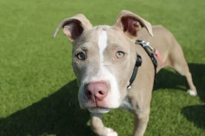 A young large-sized female Pit Bull Terrier dog named Willow for adoption in Kansas City, MO