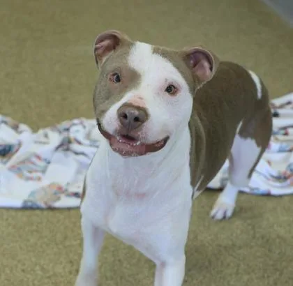 A young medium-sized male Pit Bull Terrier dog named Stewie for adoption in Westland, MI