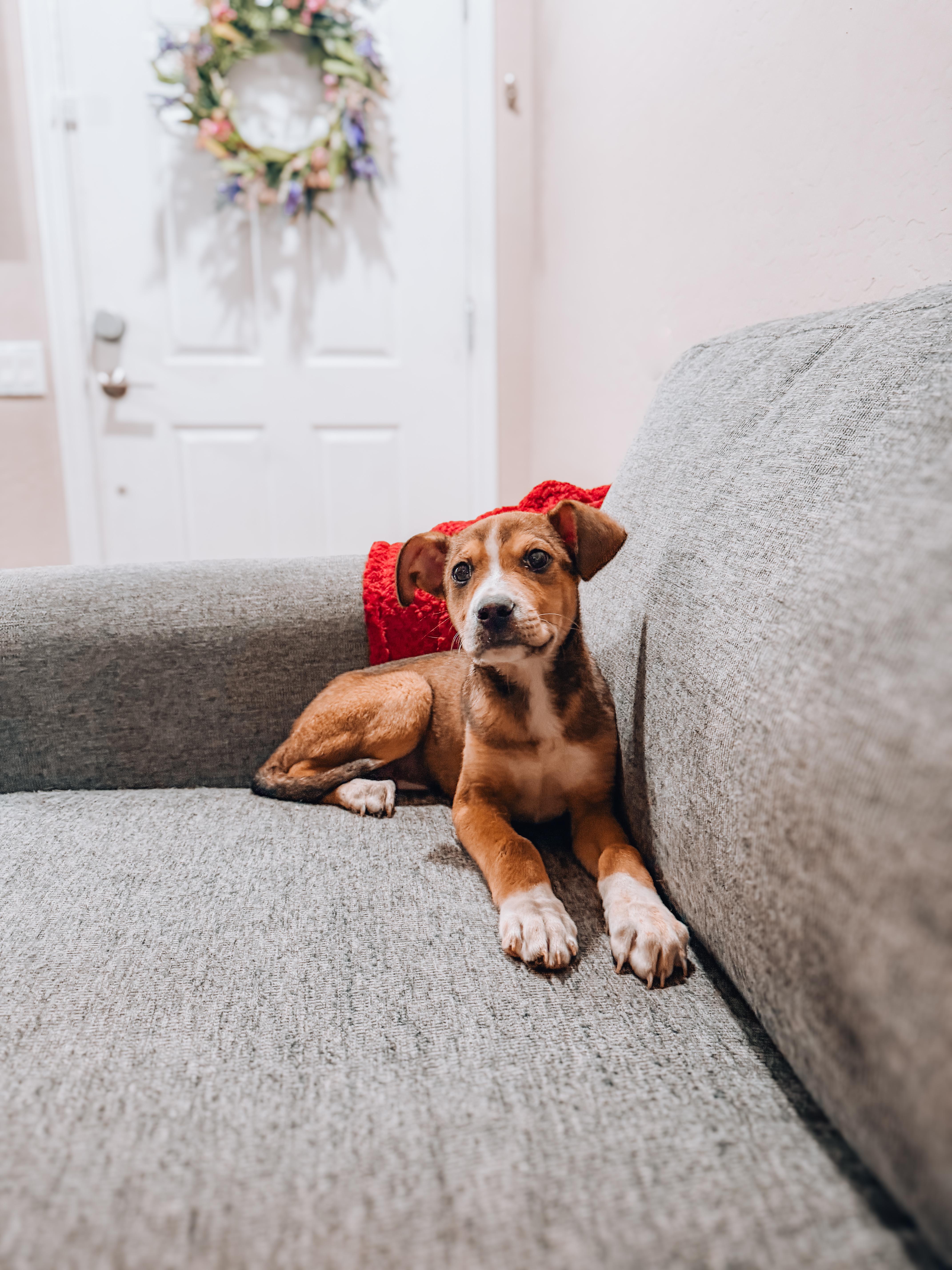 A baby medium-sized male Mountain Cur dog named Patrick for adoption in Goodyear, AZ