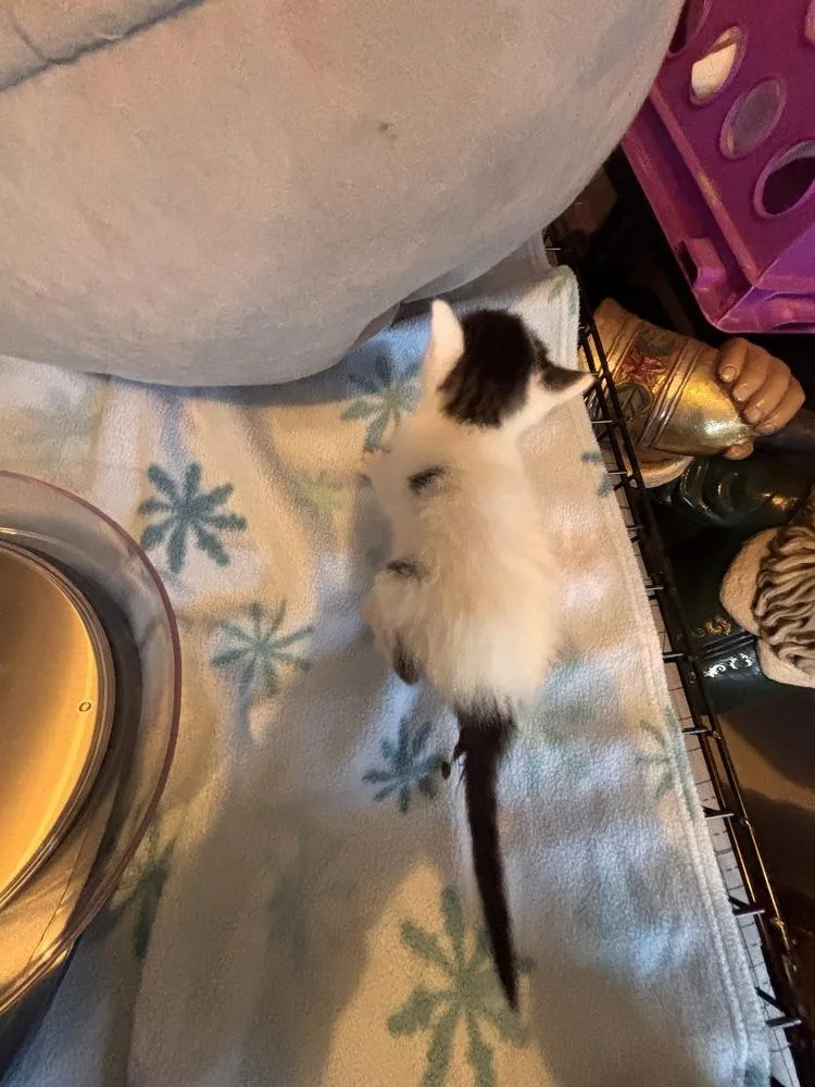 A baby small-sized male Black & White / Tuxedo Domestic Short Hair cat named Dannie for adoption in Henrico, VA