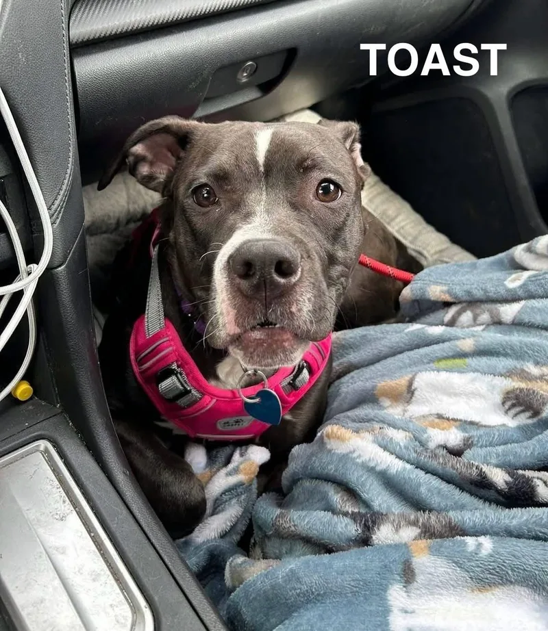 A young medium-sized female Black Mixed Breed dog named Toast for adoption in Flint, MI