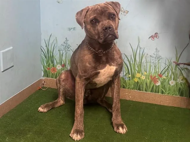 A young medium-sized male Cane Corso dog named Dinky for adoption in Agoura, CA