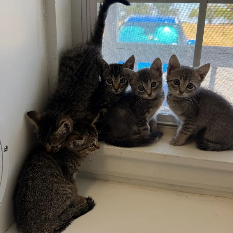 A baby small-sized male Black Domestic Short Hair cat named Peter for adoption in Floresville, TX