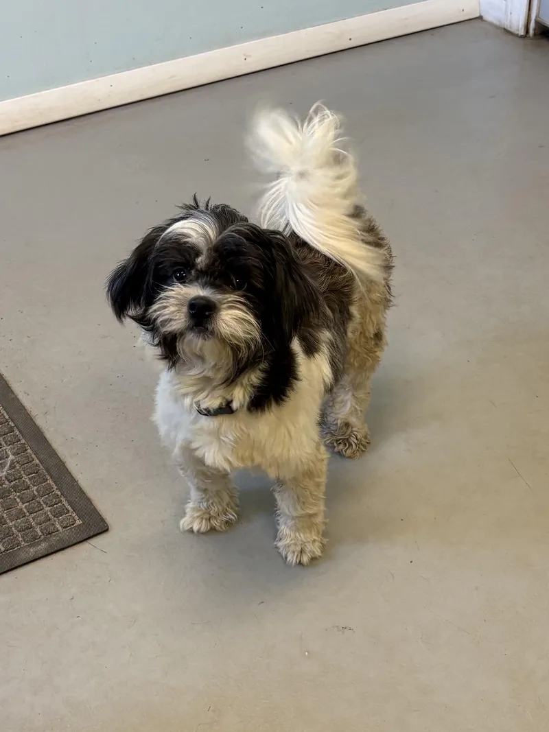 A young small-sized female Shih Tzu dog named Everest for adoption in Big Rapids, MI