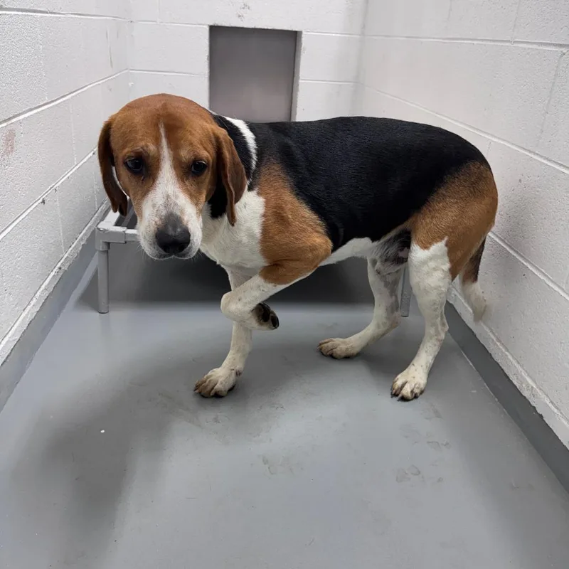 An adult large-sized male Black Treeing Walker Coonhound dog named Buckley for adoption in Troy, VA