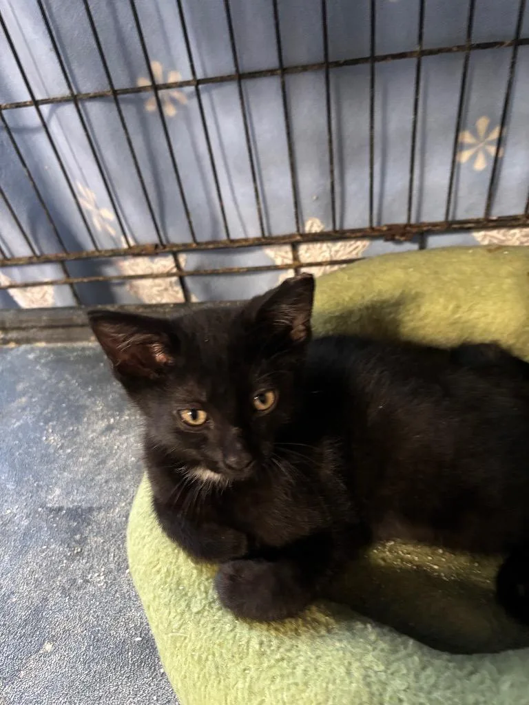 A baby small-sized male Domestic Short Hair cat named Hunter for adoption in Camp Hill, PA