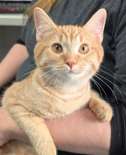 A baby small-sized female Domestic Short Hair cat named Snookie for adoption in Canfield, OH