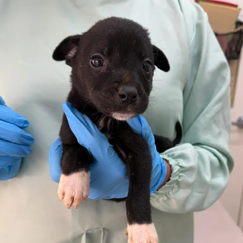 A baby small-sized female Mixed Breed dog named Elly for adoption in Auburn, AL