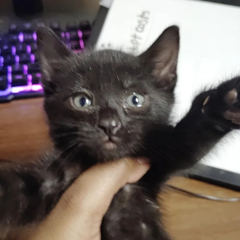A baby small-sized male Black Domestic Short Hair cat named Panini for adoption in Valley, AL