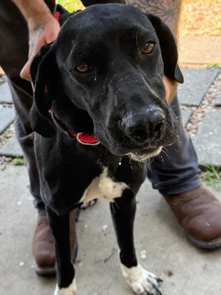 A young large-sized male Hound dog named Caesar for adoption in Saint Francisville, LA