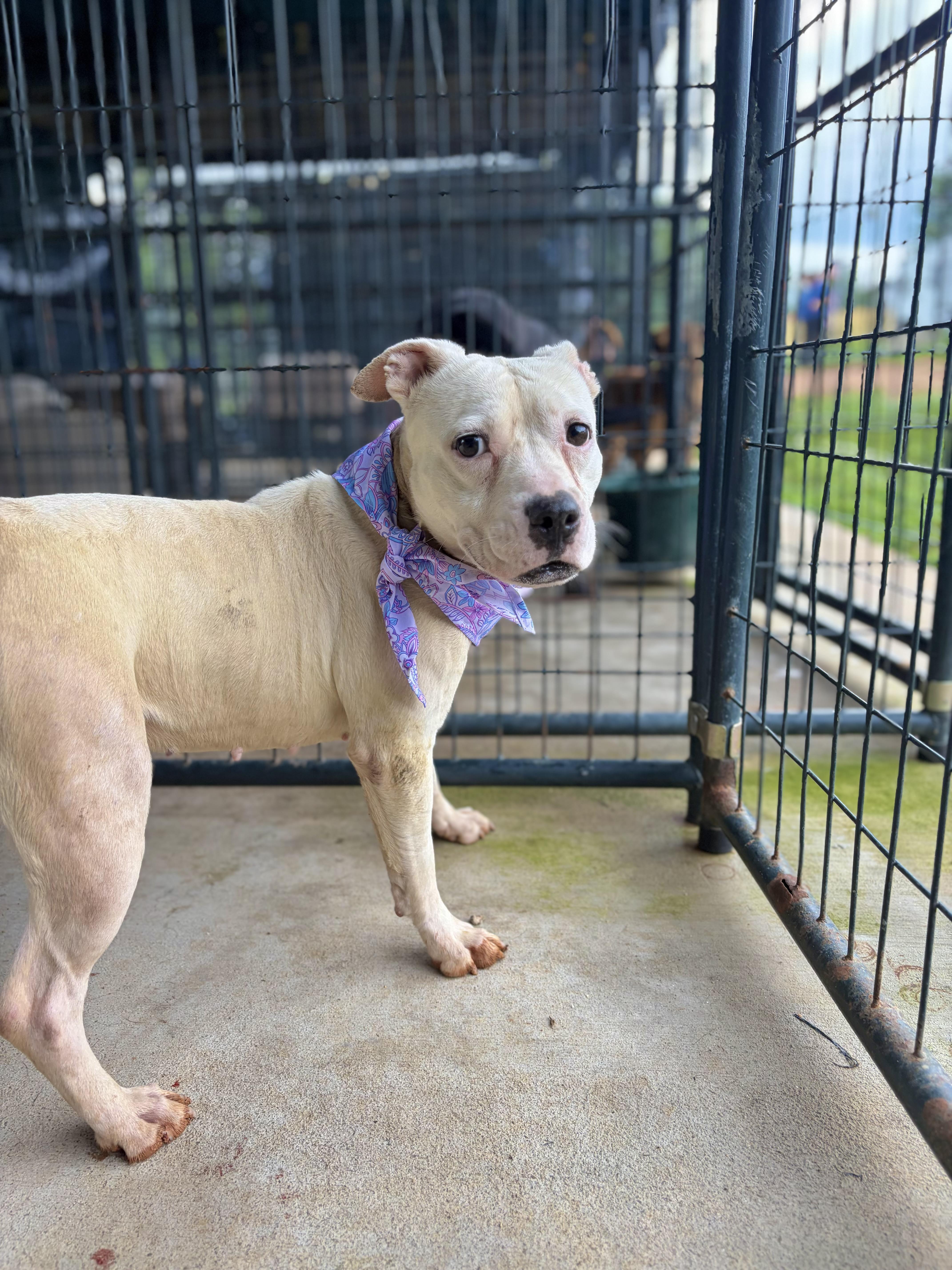 An adult medium-sized female White / Cream Pit Bull Terrier dog named Muffins for adoption in Winnsboro, SC
