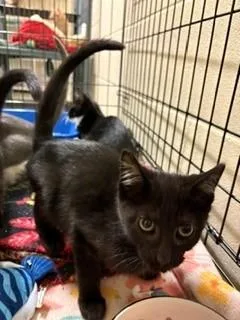 A baby medium-sized male Black Domestic Short Hair cat named Wheat for adoption in Mason City, IA