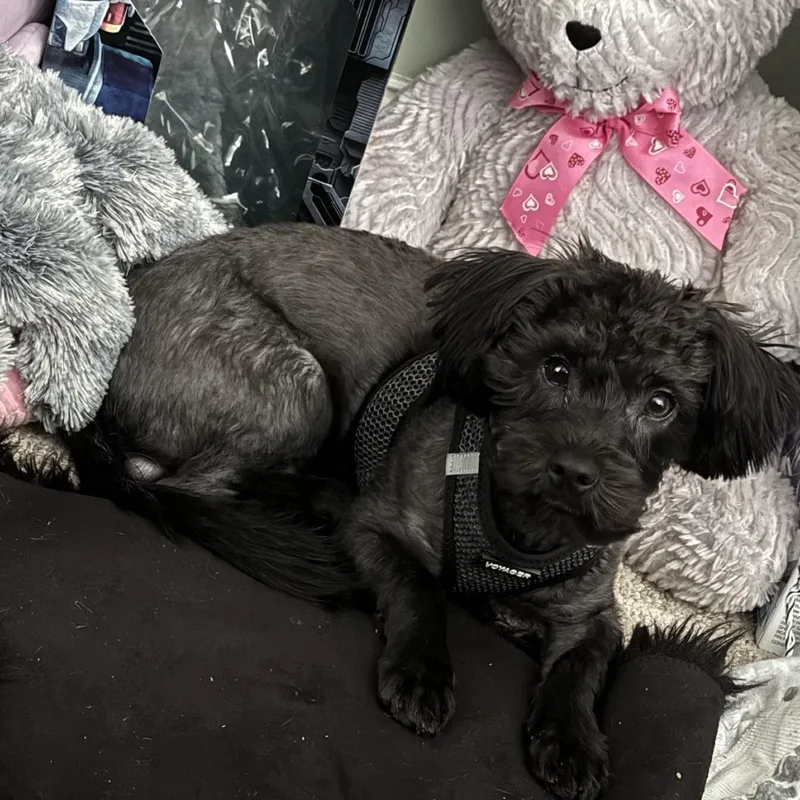 Gustavo