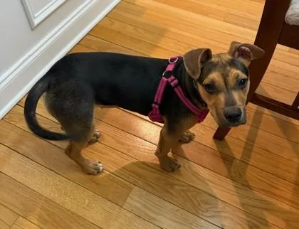 A baby large-sized female German Shepherd Dog dog named Avona for adoption in Columbia, SC