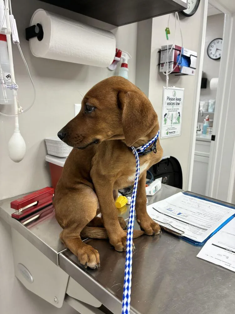 A baby small-sized female Doberman Pinscher dog named Peanut Butter for adoption in Marietta, GA