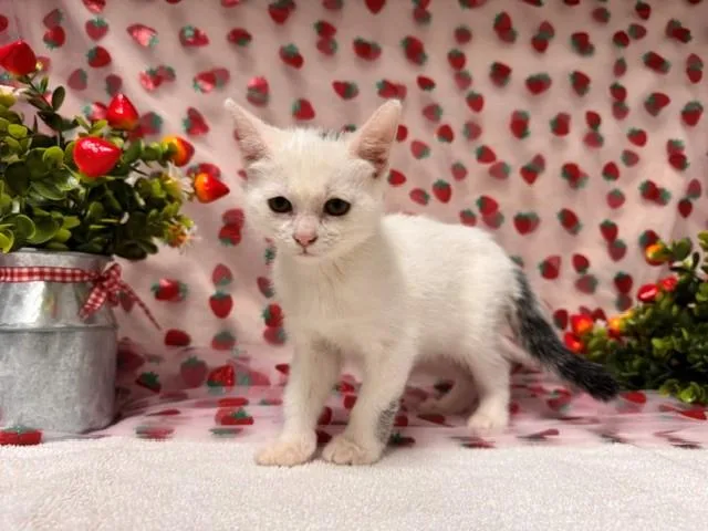 A baby small-sized female Domestic Short Hair cat named Serefina for adoption in Fairfield, CA