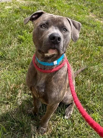 A young large-sized male Pit Bull Terrier dog named Nacho Fry for adoption in Dayton, OH