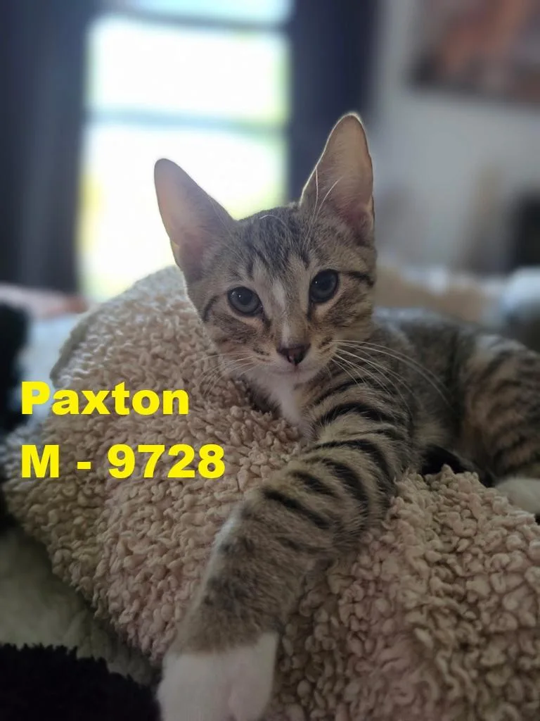 A young small-sized male Gray / Blue / Silver Domestic Short Hair cat named Paxton for adoption in Weatherford, TX