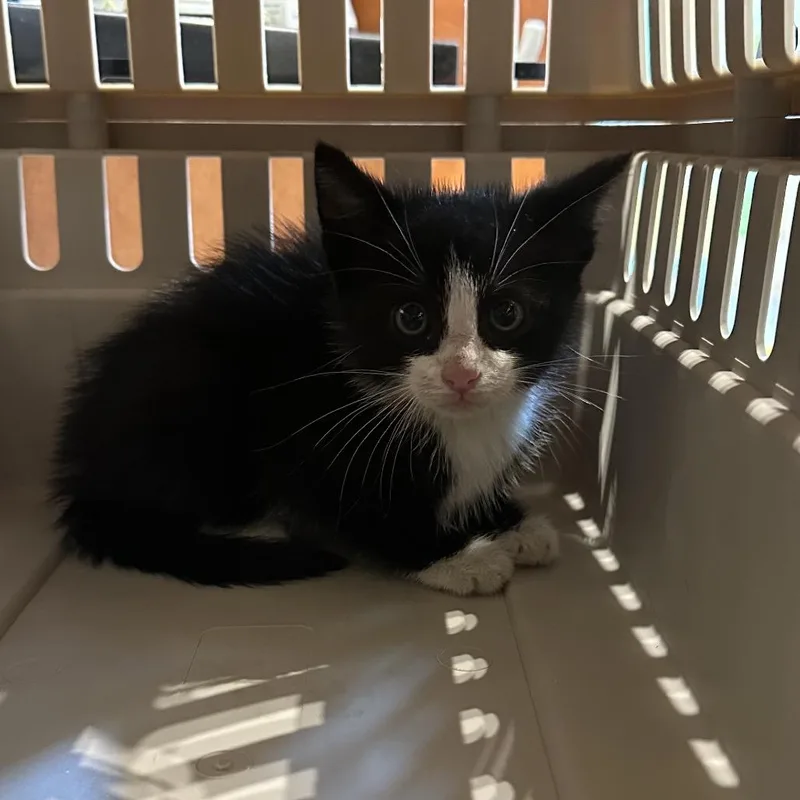 A baby small-sized male Black Domestic Short Hair cat named Lobster for adoption in Lynchburg, VA