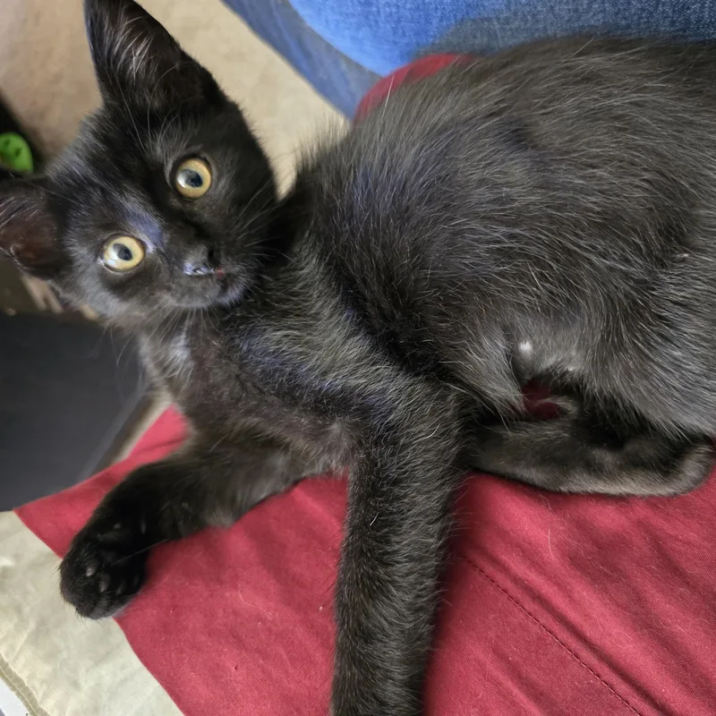 A baby medium-sized female Black Domestic Short Hair cat named Whirlpool for adoption in Othello, WA