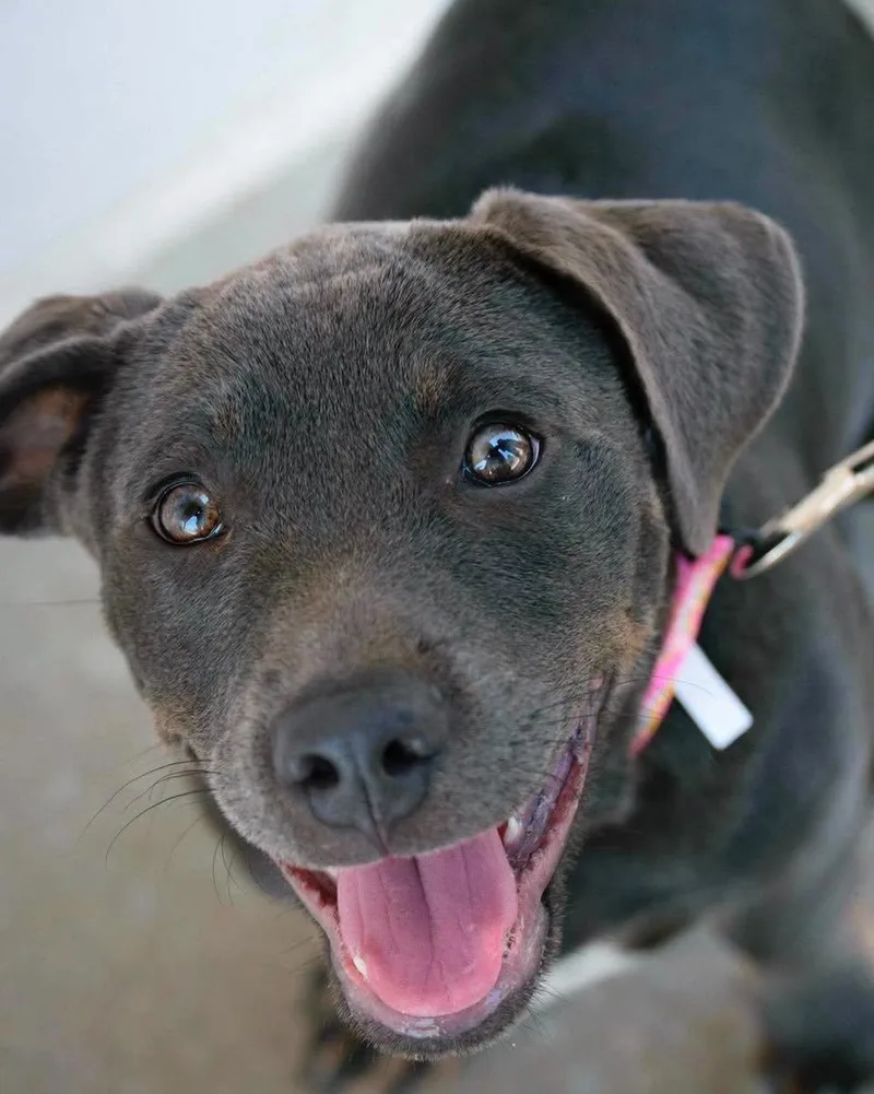 A baby medium-sized female Gray / Blue / Silver Dachshund dog named Alabai for adoption in Broken Arrow, OK