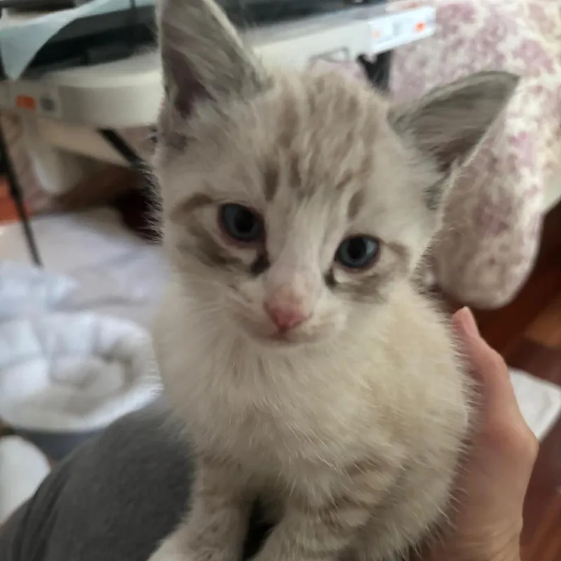 A baby small-sized male Black & White / Tuxedo Domestic Short Hair cat named Gravy for adoption in Chapel Hill, NC