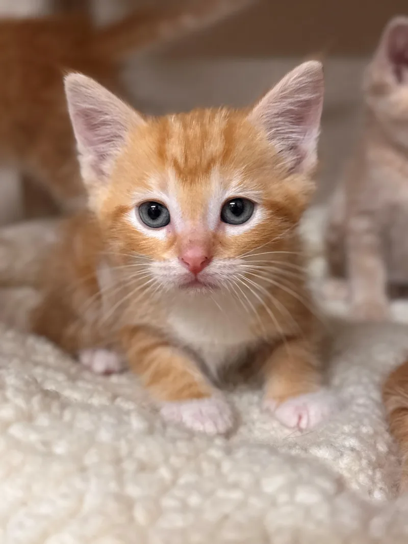 A baby small-sized male Orange & White Domestic Short Hair cat named Goldfish for adoption in Hackensack, MN